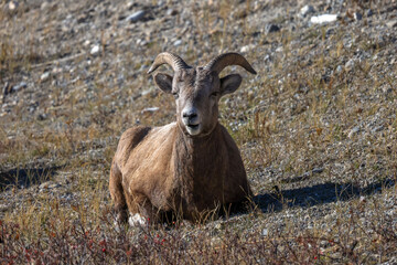 Bighorn sheep resting on a hill in Alberta, Canada
