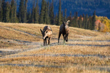 Bighorn sheep and morning sunlight