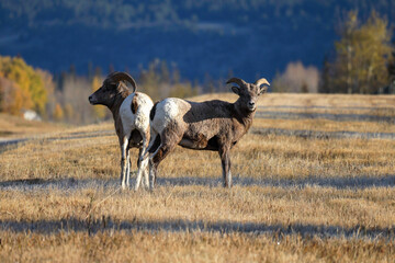 Bighorn sheep near Kootenay Plains Ecological Reserve in Alberta, Canada