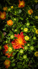 Bright Orange and Yellow Chrysanthemum Flowers in a Sunlit Garden Bed Blooming Display, spring flowers