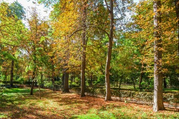 Naklejka premium Autumn, forest, El Retiro Park, Madrid, Spain, Europe