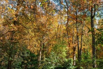 Autumn, forest, El Retiro Park, Madrid, Spain, Europe