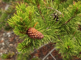Lodgepole Pine (Pinus contorta) cone in Beartooth Mountains, Montana