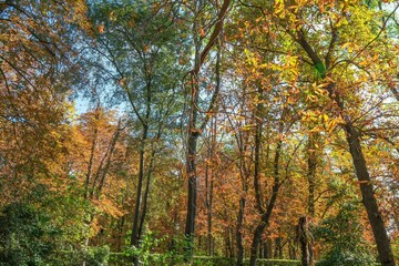 Fototapeta premium Autumn, forest, El Retiro Park, Madrid, Spain, Europe