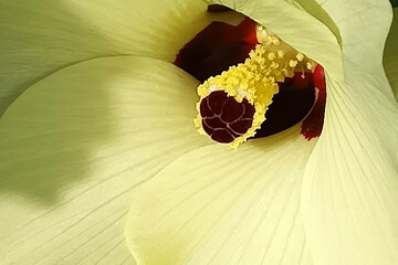 オクラの花　オクラ　アップ　グラフィック素材