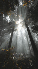 Obraz premium Misty forest canopy with golden sunbeams piercing through autumn leaves