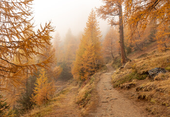 Hiking trail or path towards Autumn forest with seasonal orange yellow colored larch trees.