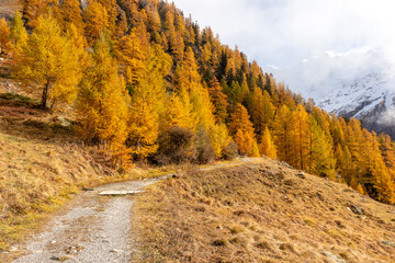Path or trail towards Autumn forest with seasonal orange yellow colored larches.