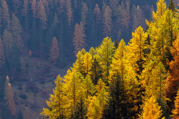 Autumn forest with seasonal orange yellow colored larches.