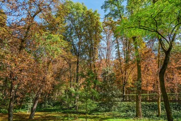 Autumn, forest, El Retiro Park, Madrid, Spain, Europe
