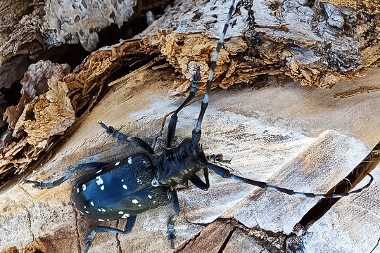 ゴマダラカミキリ