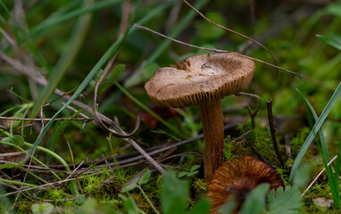 Fibrous Inocybe Mushroom Among Grass on Mountain