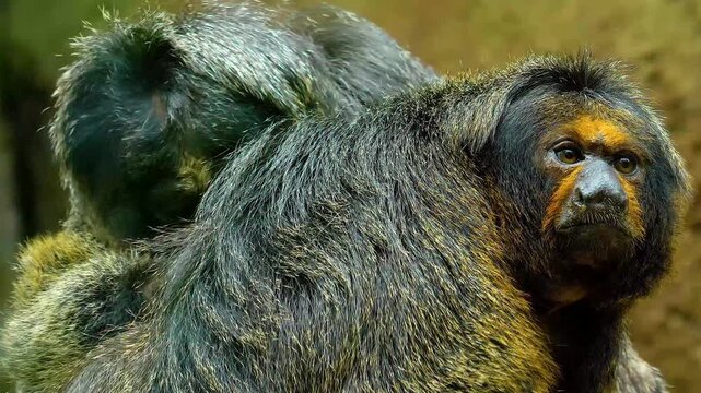Close up of a white faced saki and head looking around while sitting on a tree on a sunny day