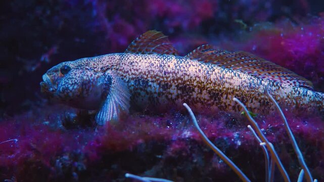 Close up of a butter fish or also named goby resting on a coral reef underwater
