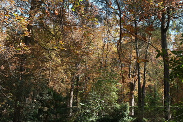 Autumn, forest, El Retiro Park, Madrid, Spain, Europe