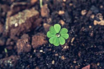 Macro Four Leaf Clover with Water Drop in Center Growing in Dark Soil