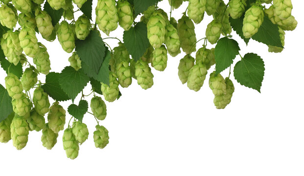 hop cones. Medical plant. Close-up of green ripe hop cones.on transparent, png. Hops cones. beer ingredient