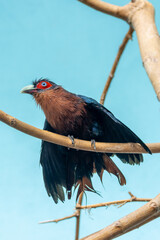 Chestnut-breasted Malkoha (Phaenicophaeus curvirostris)