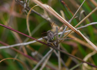 Grasshopper Macro on Fresh Green Grass