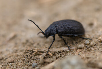 Black Beetle Crawling on Forest Ground
