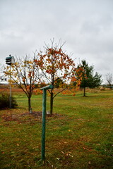 Fototapeta premium Trees and Clothesline in a Yard