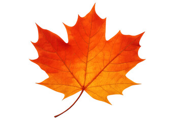 Fototapeta premium Maple leaf displaying vibrant gradient colors from red to orange, signifying autumn season on transparent background