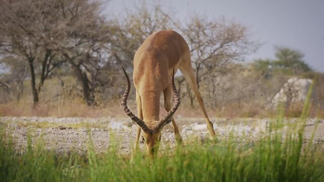 Black-faced impala Aepyceros melampus petersi is larger and darker subspecies of Impala or rooibok, medium-sized, slender-bodied antelope walk and drink around the water hole in dry savannah in Africa