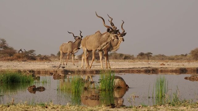 Greater Kudu - Tragelaphus strepsiceros woodland antelope found throughout eastern and southern Africa, narrow body with long legs, large horns with two and a half twists, drinking at waterhole.