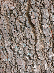 Rough texture of old tree bark background with lichen