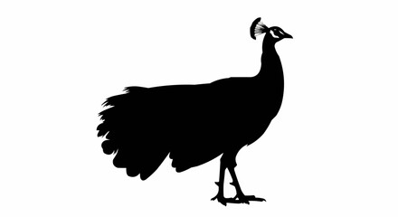 Fototapeta premium Silhouette of a peacock standing with its head held high and feathers displayed elegantly on white
