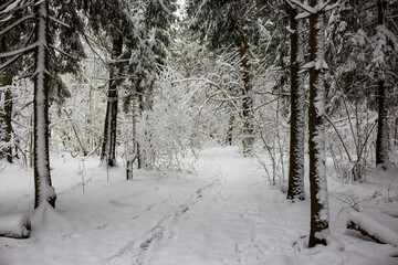 A serene winter wonderland with snow-covered trees and thick blankets of fresh powder. A winding path invites a quiet stroll through the frosted woods