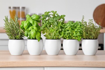 Fototapeta premium A delightful collection of vibrant herbs displayed in white pots, ideal for enhancing cooking and home decor