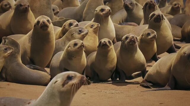 Cape fur or Afro-Australian fur seal Arctocephalus pusillus, marine mammal on the coast of Namibia, sea mammals and their life on the beach, baby and adults colony, lactating mother and sucking baby.