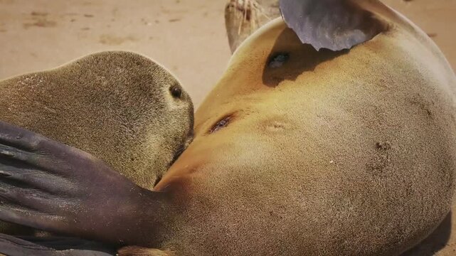Cape fur or Afro-Australian fur seal Arctocephalus pusillus, marine mammal on the coast of Namibia, sea mammals and their life on the beach, baby and adults colony, lactating mother and sucking baby.
