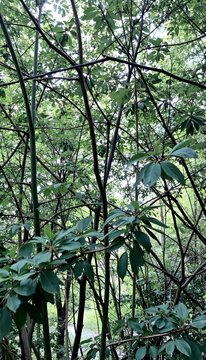 Forest thicket with green branches and foliage. Dense vegetation in a summer forest. Intertwined branches and green leaves in soft light. Atmosphere of calm and solitude.