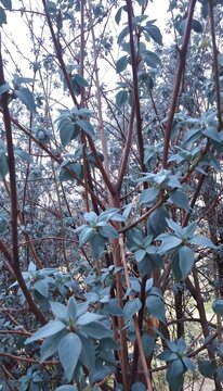 Tree branches with bluish leaves against the sky. Close-up of tree branches with bluish leaves and brown trunks against the sky. Natural daylight, soft contrast.