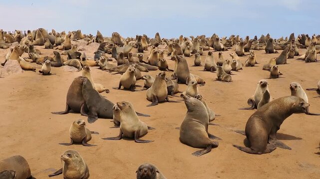 Cape fur or Afro-Australian fur seal Arctocephalus pusillus, marine mammal on the coast of Namibia, sea mammals and their life on the beach, baby and adults colony, lactating mother and sucking baby.