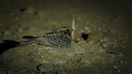Fiery-necked nightjar Caprimulgus pectoralis bird in Caprimulgidae found in Africa in woodland savannas or other deciduous woodlands, insectivorous nocturnal bird sits on the ground in Namibia.