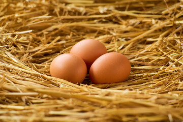 chicken eggs in a nest on a straw pillow, selective focus.
