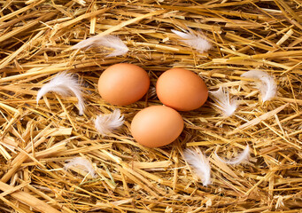 Farm natural eggs in a nest on a straw pillow, top view.