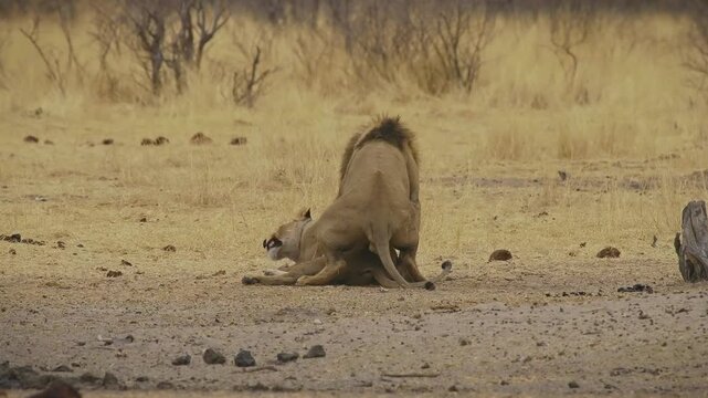 Lion and lioness - Panthera leo king of the animals. biggest african cat in Etosha National Park in Namibia Africa, making love in dry savannah, animals around watch.