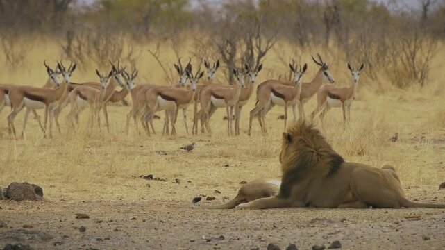 Lion and lioness mating - Panthera leo king of the animals. biggest african cat in Etosha National Park in Namibia Africa, making love in dry savannah