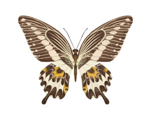 Watercolor butterfly Papilio gigon with symmetrical open wings isolated on white background, detailed tropical insect, watercolor-style. Black and yellow watercolor butterfly.