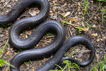 Obraz premium Snake scale background. Black snake scales. Close-up of snakeskin. Scaly snake skin. Exotic reptilian pattern. Leathery snake texture. Snakes scales detailed texture. Black leathery background.
