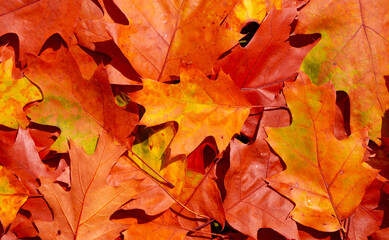 Autumn background. Autumnal background. Foliage, falling leaves background. Autumn leaf. Autumnal mood.