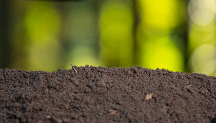 Fertile soil background. Humus and earth ground. Farming concept with seedling growth and ecology. Agricultural field cultivated land. Soil for planting and farming. Compost and organic fertilizer.