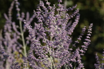 Obraz premium A close-up view of purple flowering plants with delicate blooms swaying in the breeze. The soft lavender tones contrast against the blurred green background, creating a peaceful, natural scene.