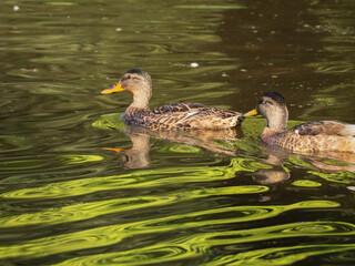 Two ducks gracefully swim across a calm pond with reflections of sunlight and greenery rippling on the water’s surface. The golden and green tones create a peaceful and natural autumn atmosphere.