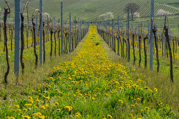 Weinberg im Frühling mit Löwenzahn