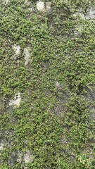 Close-up of Green Moss Growing on Stone Surface in Natural Outdoor Setting
